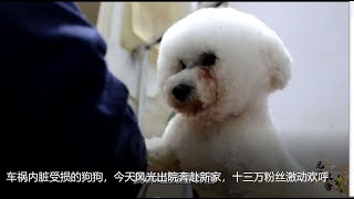 【01/11/2022】Little rescued Bichon who had a car accident is getting out of the hospital today