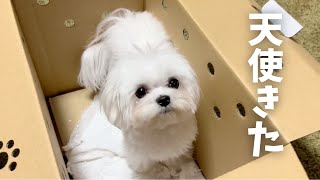 【お迎え初日】可愛すぎる子犬をお迎えしました