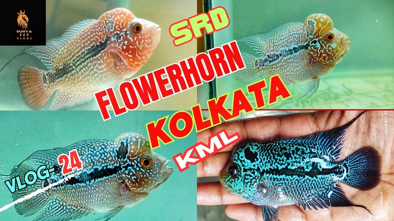 Is Snowkit Snowtuft Warrior Cats Theory Edit Housepetscare