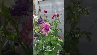 【HD】2025年2月7日  春が待ちきれない!! 人気花ラナンキュラス・ラックス #flowers #garden #癒し#薔薇は美しく散る #ばらの花 #rosegarden