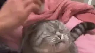 猫：讨厌没有边界感的人猫咪无语瞬间 猫猫：你怎么没有边界感呀