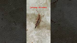 who's here #insects #grasshopper #shortvideo