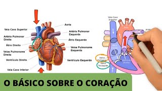 ANATOMIA E FISIOLOGIA CARDÍACA BÁSICA | O básico sobre o coração