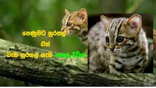 පෙණුමට හුරතල් ඒත් වැඩ හුරතල් නැති කොළ දිවියා - Rusty-Spotted Cat