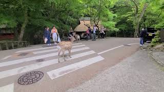 Deer crossing the pedestrian crossing　　シカ 横断歩道を渡る