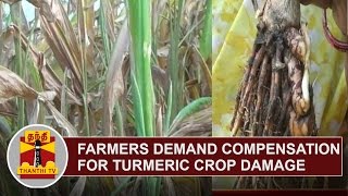 Chengam Farmers demand compensation for Turmeric Crop Damage | Thanthi TV