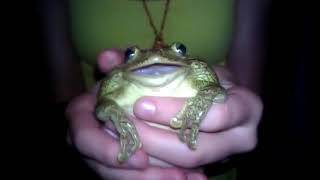 Frog Scream.3gp 10 Hours