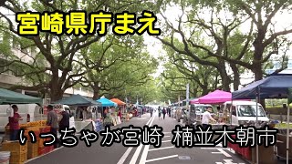 宮崎県庁前楠並木通り「いっちゃが宮崎・楠並木朝市」その3くらい。