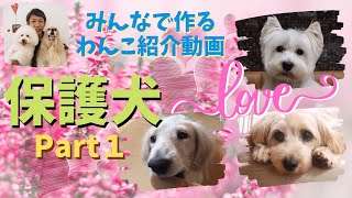 【犬好きさんみんなに見て欲しい】元保護犬の飼い主さんから、エピソードやアドバイスをお預かりしています♪