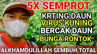 HANYA 5X SEMPROT❗️VIIRUS KUNING ,KRITING DAUN,BUNGA RONTOK ,BERCAK DAUN -SEMBUH TOTAL