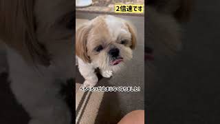 【乾燥納豆を食べた犬はこんな風になります/This is what a dog looks like after eating dried natto ❤️】#shorts #shihtzu