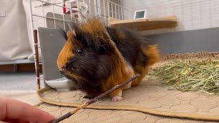 お気に入りの小枝をくれるモルモットもるちゃん　Guinea pig gave me her favorite twig.