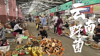 Catch the wild mushroom market in Yunnan 趕雲南野生菌大集市，雲南人貴也要吃菌子，乾巴菌2000元一公斤