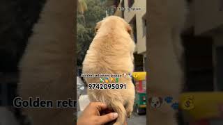 Show quality 🔥 golden retriever puppies for sale in Bangalore #pets #doglover #quality #dog #puppy