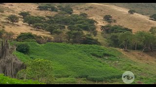 Ventajas y beneficios del botón de oro en la nutrición ganadera - La Finca de Hoy