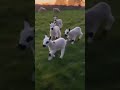 Most funny and cute baby goats running. Cutest lambs running videos.