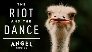 The Ostrich: God’s Most Bizarre Creation! | The Riot and the Dance