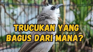 BURUNG TRUCUKAN YANG BAGUS BERASAL DARI DAERAH INI❗💯