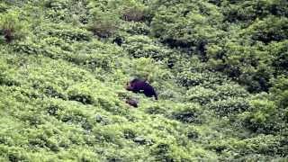 MI0258 大雪山　ヒグマ親子の夏