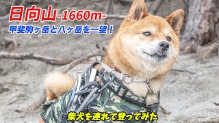 【日向山 in 南アルプス】柴犬にも大丈夫！山頂から甲斐駒ヶ岳と八ヶ岳の絶景を望む！