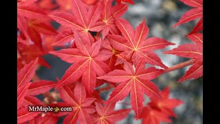 Acer palmatum 'Shin deshojo' Red Japanese Maple