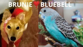 ഇവൾ നമ്മുടെ Brunie🐕.Bluebell🐦ആയി ഒരു കണ്ടുമുട്ടൽ.🥳അല്ല പരിചയപ്പെടൽ 💞🥰