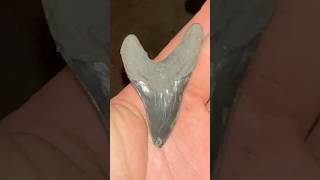 Insanely rare size shark tooth for a hard to find extinct shark species called p. Benedini! #sharks