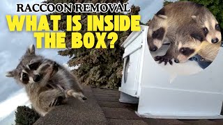 Maternal Love In The Wild | Humanely Remove \u0026 Reunite Raccoons