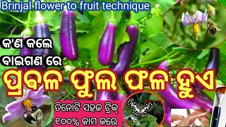 କ'ଣ କଲେ ବାଇଗଣ ରେ ଫୁଲ ଫଳ ପ୍ରବଳ ହୁଏ //ଫୁଲ ରୁ ଫଳ ହେବାର ସିକ୍ରେଟ୍ ଟ୍ରୀକ୍// brinjal flower to fruit trick