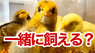 違う種類の鶏（ひよこ）は一緒に飼える？良い例とダメな例を紹介！