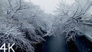 【4K】東京の初雪 2022年1月 - 神田川