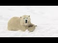 喜び方が可愛い♪ホッキョクグマ　リラ polar bears achievement and happiness