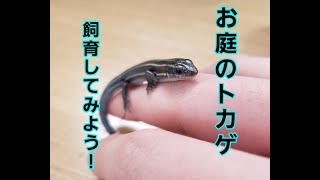 【初心者必見！】身近にいる小さな恐竜、ニホントカゲを飼育してみよう！！（初心者でも出来るトカゲ飼育）