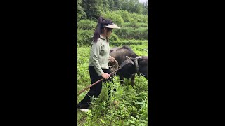 如果一觉醒来，回到以前 ，没有网络，没有大鱼大肉，没有手机，父母都还年轻，你愿意吗#农村生活 #乡村振兴