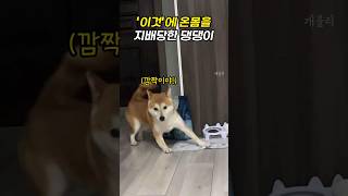 '이것'에 온몸을 지배당한 댕댕이 (동물들)