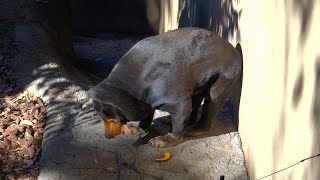 20250108 上野動物園　マレーグマ　かぼちゃを食べるキョウコさん