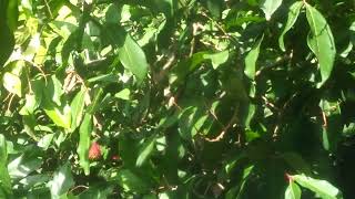 Rambutan Tree  - රඹුටන්