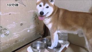 柴犬ちゃめのある日のできごと　ペット動画　Shiba Inu