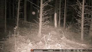 Orbs on Trail Camera? Spirit orb? #orbs #trailcam #northernwi #bigfoot #sasquatch