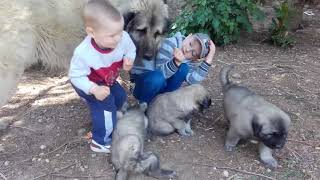 illyrian shepherd puppies and kids playtime ( qeni i sharrit dhe femijet duke luajtur sebashku )