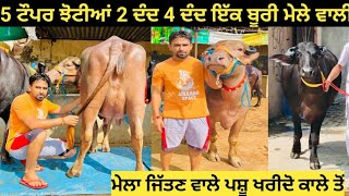 5 ਮੇਲੇ ਵਾਲੀਆਂ ਮੁਰਹਾ ਝੋਟੀਆਂ 2 ਦੰਦ 4 ਦੰਦ ਇੱਕ ਟੌਪਰ#ਬੂਰੀ ਝੋਟੀ 4 ਦੰਦ ਪਹਿਲਾ ਸੂਆ for sale !!