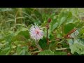 nilambur micro film by jayendran baskaran