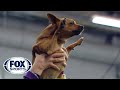 Download Best of the 2018 Masters Agility Championships | WESTMINSTER DOG SHOW (2018) | FOX SPORTS In Mp4 3Gp Full HD Video