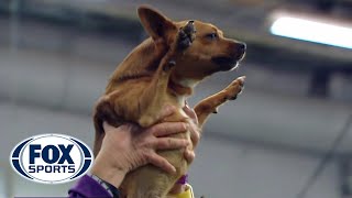 Best of the 2018 Masters Agility Championships | WESTMINSTER DOG SHOW (2018) | F