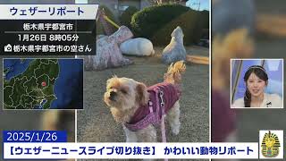 【202590126 ウェザーニュースライブ切り抜き】 かわいい動物リポート #小川千奈