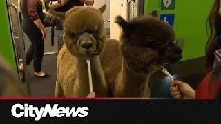 Alpacas make for odd commuters on GO Train in preparation for The Royal