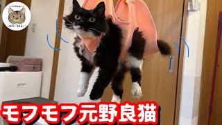 猫が大人しくなる爪切りハンモックを元野良猫に使ったらまさかの感動！！