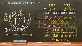 おうち生物　57. シロイヌナズナのABCモデル