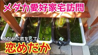 ヤフオクで1700以上の高評価【恋めだか】飼育場を大公開！【メダカ愛好家宅訪問シリーズ】