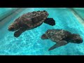 【名古屋港水族館】水槽の先まで泳いでいきたいアカウミガメの赤ちゃん the baby red sea turtle that wants to swim beyond the tank